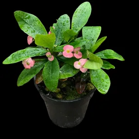 Euphorbia Milii ‘Pink Cadillac’