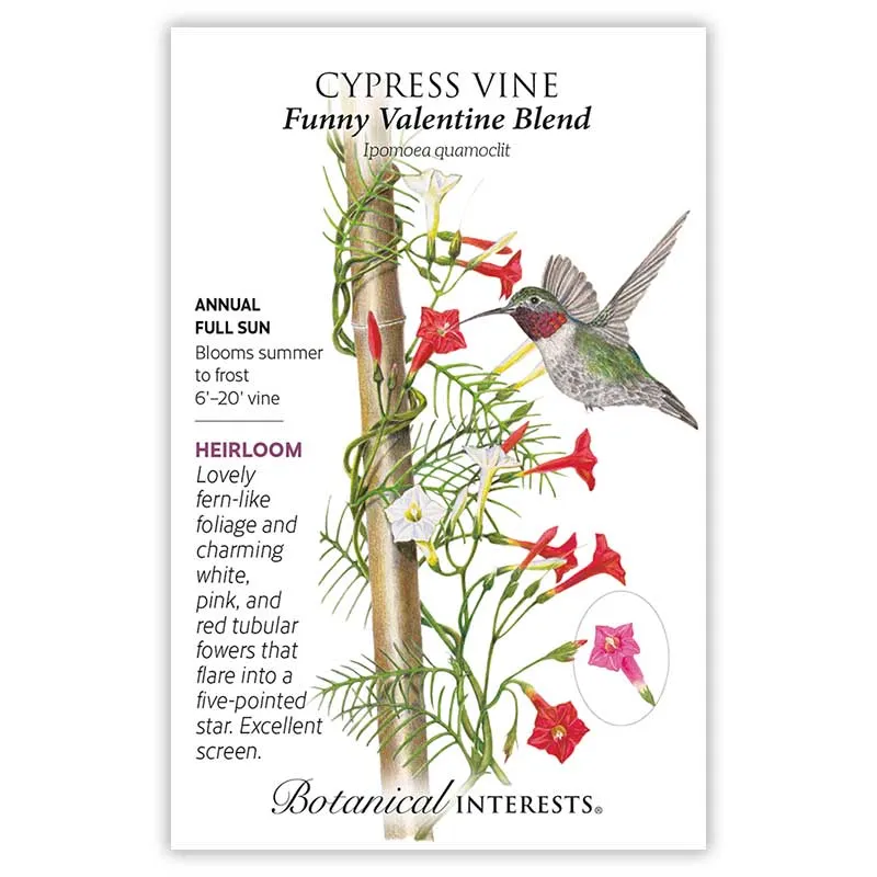 Funny Valentine Blend Cypress Vine Seeds