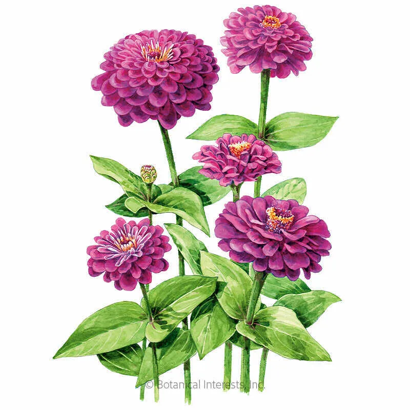 Giant Purple Zinnia Seeds